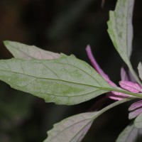 Chenopodium giganteum D.Don